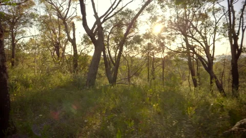 Tracking and walking shot through Australian Bush Track Stock Footage 149719463