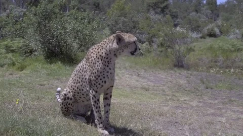 Tracking Around Cheetah Stock Footage 84132960