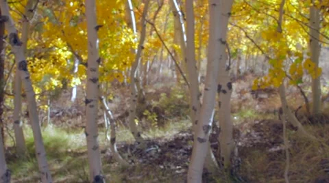 Tracking Aspen Forrest 動画素材 57377420