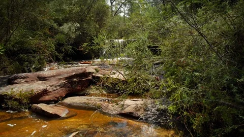 Tracking back over clean stream and through trees in Australian bush Stock Footage 124508462