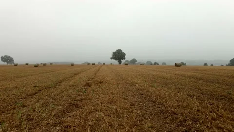 Tracking backwards low through Hay Bales on Misty Day 動画素材 137422832