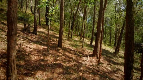 Tracking backwards through Australian native trees and forest floor Stock Footage 125064950