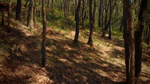 Tracking backwards through regenerated Australian forest with sun and shadows Stock Footage 125064008