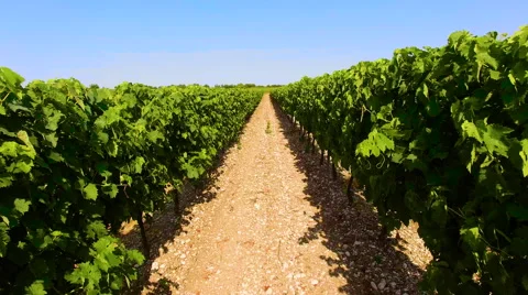 Tracking Backwards Through a Vineyard 4K Stock Footage 66909707