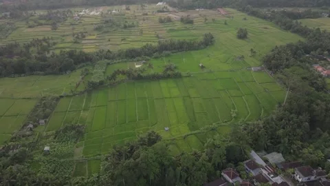 Tracking into the Bali terraces Video stock 330918005