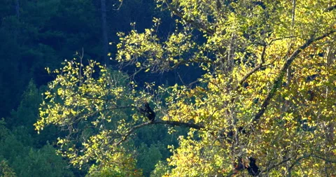 Tracking, a bear sow and her two cubs climb a tree in autumn, Tennessee, USA Video stock 140479596