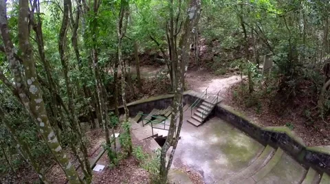 Tracking Between Branches Stock Footage 41841715