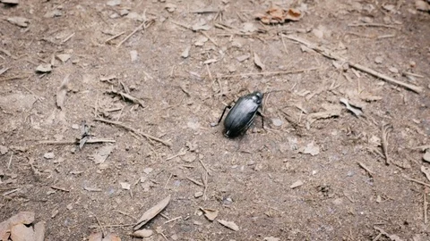 Tracking a Big Black Beetle on the Ground Stock Footage 118535330