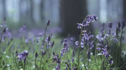 Tracking Bluebells Stock Footage 3476580