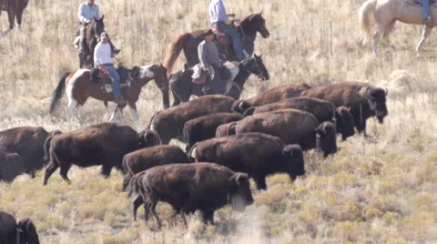 Tracking buffalo slow motion 库存影片 43185379