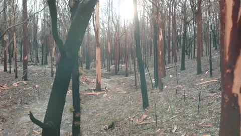 Tracking burnt forest, blackened tree trunks Stock Footage 158621373