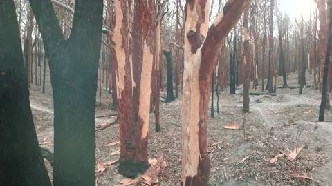 Tracking burnt forest, blackened tree trunks Stock Footage 158624477