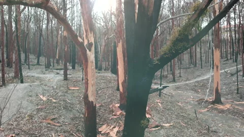 Tracking burnt forest, blackened tree trunks Stock Footage 158624690