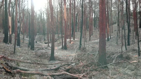 Tracking burnt forest, blackened tree trunks Stock Footage 158626634