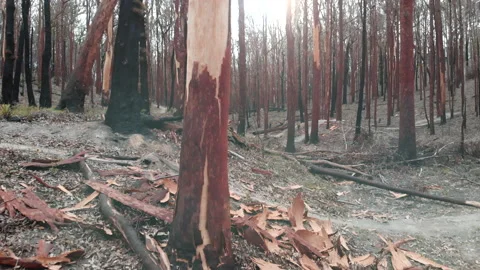 Tracking burnt forest, blackened tree trunks Stock Footage 158628164