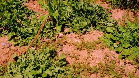 Tracking Butterfly 스톡 동영상 107928182