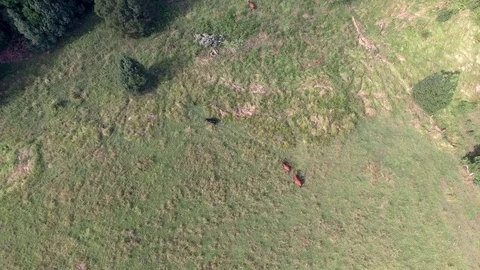 Tracking cattle from above Stock Footage 75131096