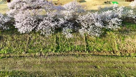 Tracking Cherry Blossoms | Row of Trees | Spring - 4K Aerial Video Видео 333195820