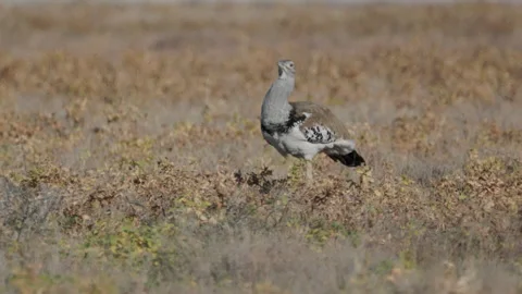 Tracking clip of a kori bustard walking near chudop waterhole of etosha Stock Footage 337450503