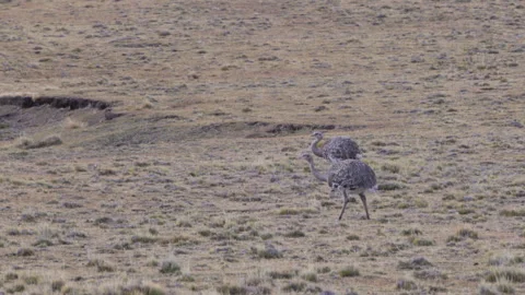 Tracking clip of lesser rheas walking and foraging on the steppes of patagonia Stock Footage 280030272