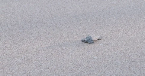 Tracking clip of a loggerhead turtle baby crawling at sunset on the beach Stock Footage 332626366