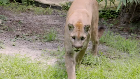 Tracking clip of a mountain lion approaching a wildlife park Stock Footage 219308596