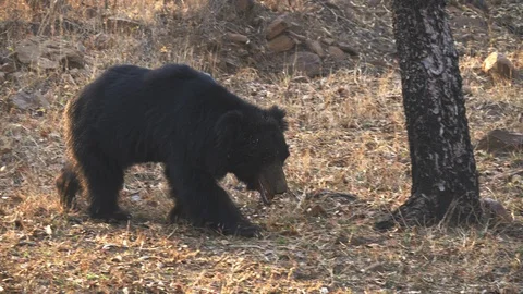 Tracking clip of a sloth bear approaching at tadoba Vidéo 111364977