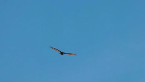 Tracking clip of a turkey vulture flying at joshua tree national park Stock-Footage 325142523