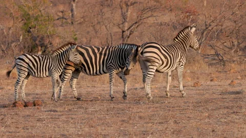 Tracking clip of two mares and a zebra foal walking at sunset in kruger Stock Footage 308498707