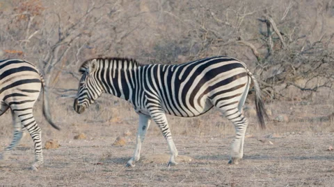 Tracking clip of a zebra mare walking at sunset in kruger Stock Footage 304647123