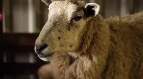 Tracking Close Up of Ewe in Pen Vídeo Stock 43601584