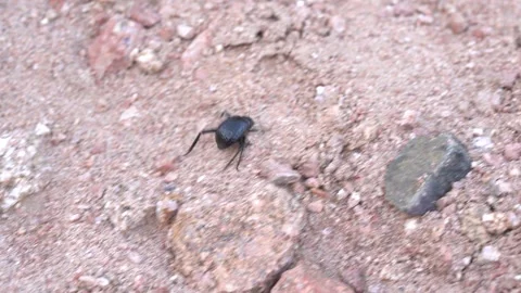 Tracking Close Up Shot Of Darkling Beetle Crawling on Rocky Desert Ground Stock-Footage 240822760