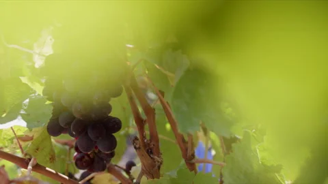 Tracking Close Shot of Red Grape Harvesting Stock Footage 256505189
