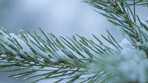 Tracking closeup shot of pine branch covered with snow on blur background Stock Footage 74991192