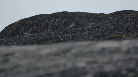 Tracking Common Raven Flying Behind Rock in Ilulissat Greenland 库存影片 345541283
