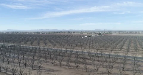 Tracking cyclist riding through Pecan farms, Texas drone aerial 4K Stock Footage 111314557