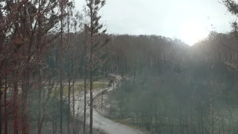 Tracking a deserted road passing through a burnt forest Stock Footage 158627382