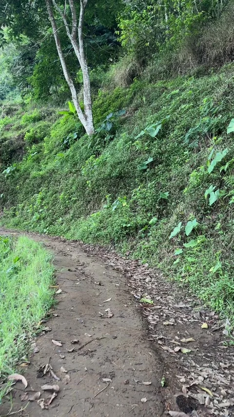 Tracking on Dirt Path Through Green Forest by Water Vertical Shot Stock Footage 323915174