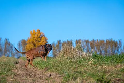 Tracking dog on the field Stock Photos
