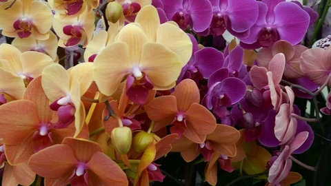 Tracking dolly shot right to left over Phalaenopsis Orchid Moth orchids Stock Footage 97950902