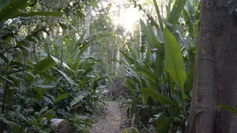 Tracking dolly shot of small jungle path in the tropical Amazon rainforest Stock Footage 135666492
