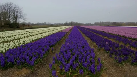 Tracking dolly side view left to right through row of colorful field of Hyacinth Stock Footage 97950545