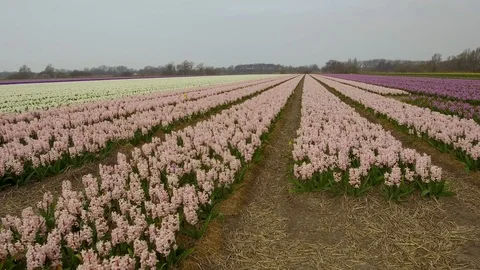 Tracking dolly side view right to left through row of colorful field of Hyacinth Stock Footage 97950498