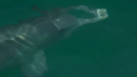 Tracking a dolphin Stock Footage 88454731