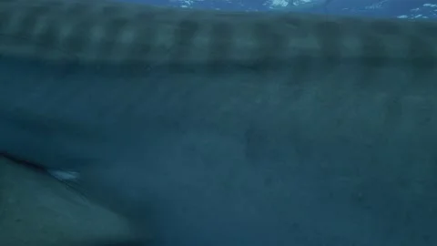 Tracking down lateral line of Tiger Shark Stock Footage 138279056