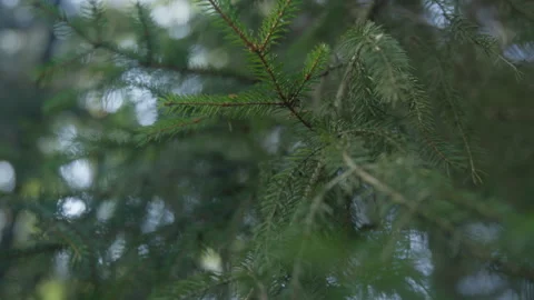 Tracking Down Shot On Pine Tree Branch Leaves, Close Up Stock Footage 307703050