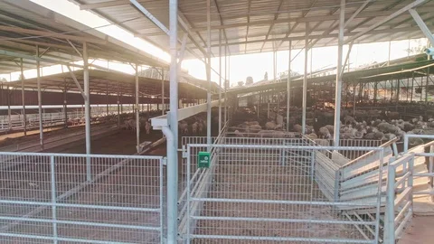 Tracking drone shot of a large sheep farm with hunderds of sheeps Stock-Footage 102406895