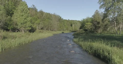 Tracking Drone Shot of A River, Grasslands and Forest/Woods Stock Footage 149519595