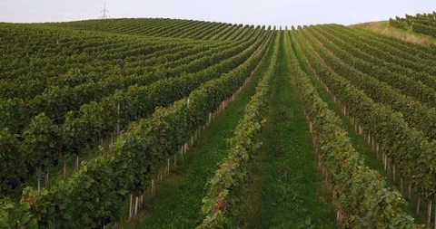 Tracking Drone Shot Of Rows Of Vines On Sunny Day Stock Footage 90556598