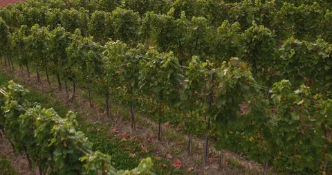 Tracking Drone Shot What Wine Dreams Are Made Of Stock Footage 90556811